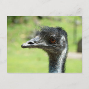 Carte Postale Tournage De Tête D'Un Emus Au Zoo D'Auckland