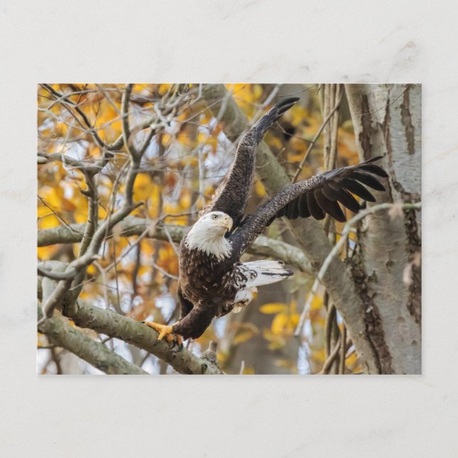 Carte Postale Tourner Et Lancer L'Aigle (Devant)