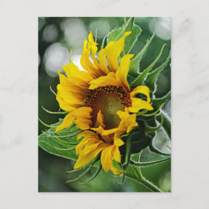 Carte Postale Tournesol