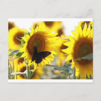 Carte Postale Tournesol
