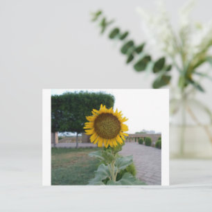 Carte Postale Tournesol
