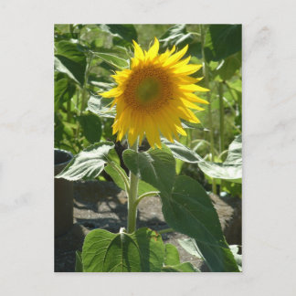 Carte Postale tournesol