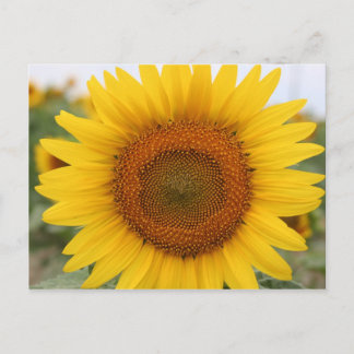 Carte Postale Tournesol