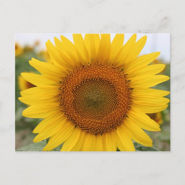 Carte Postale Tournesol (Devant)