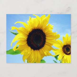 Carte Postale Tournesol