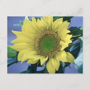 Carte Postale Tournesol