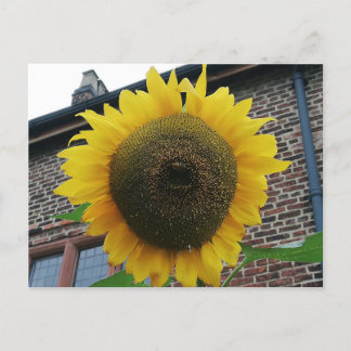 Carte Postale Tournesol