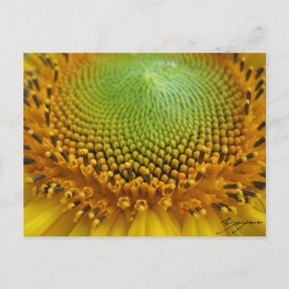 Carte Postale Tournesol 2