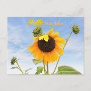 Carte postale tournesol agitant
