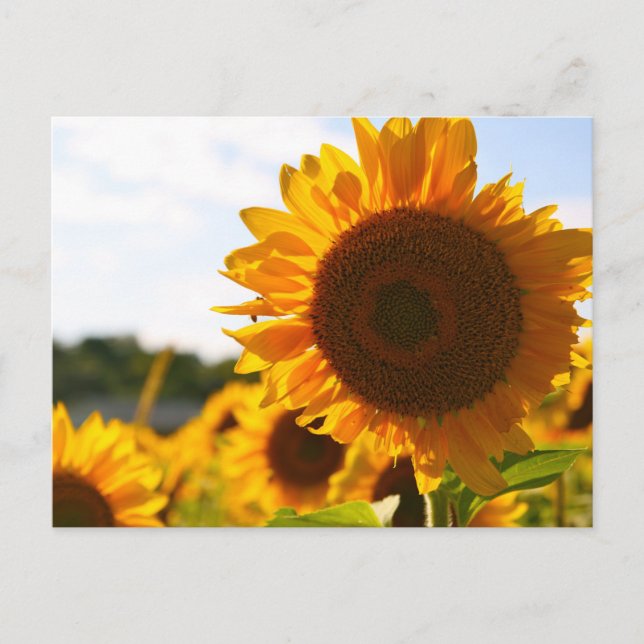 Carte Postale Tournesol Art Jaune Hardy Meilleures Photos de Tou (Devant)