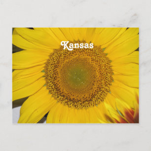 Carte Postale Tournesol dans le Kansas
