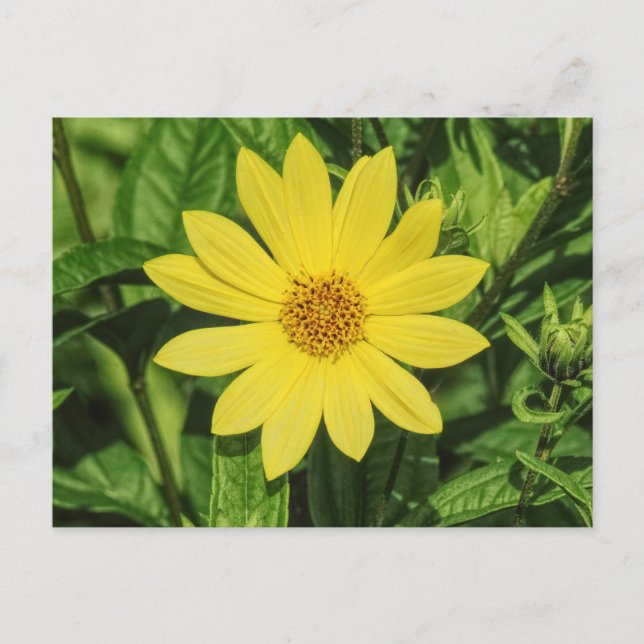 Carte Postale Tournesol de Helianthus 'Lemon Queen' (Devant)