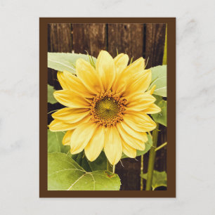 Carte postale Tournesol d'or