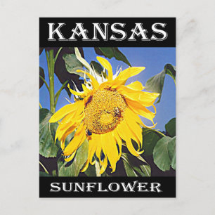 Carte Postale Tournesol du Kansas