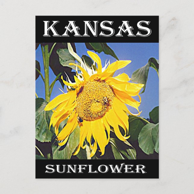 Carte Postale Tournesol du Kansas (Devant)