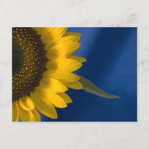 Carte Postale Tournesol en bleu