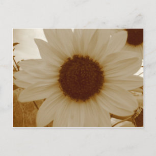 Carte Postale tournesol en couleur sépia