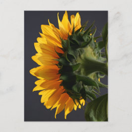 Carte Postale Tournesol en studio 2