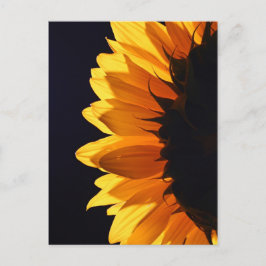 Carte Postale Tournesol en studio 4