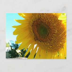 Carte postale - Tournesol et abeille