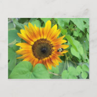 Tournesol et bourdon