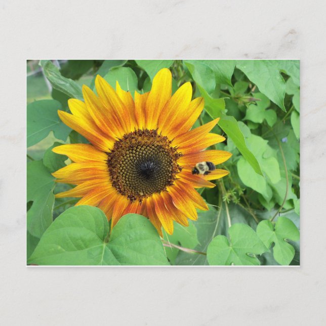 Carte Postale Tournesol et bourdon (Devant)