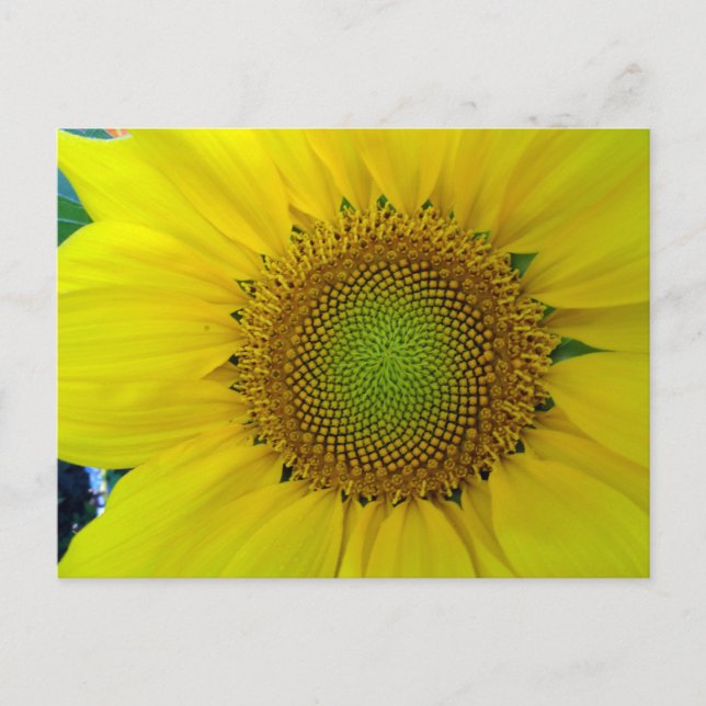 Carte Postale Tournesol et graines, Spirale, Ratio doré (Devant)