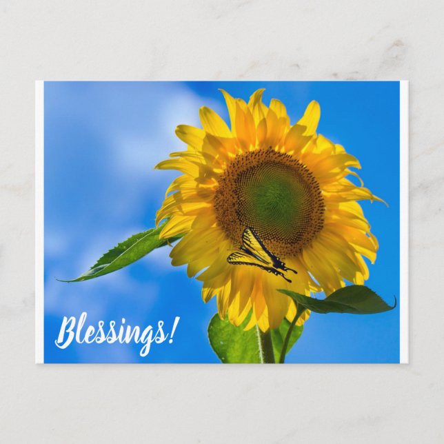 Carte Postale Tournesol et papillon (Devant)