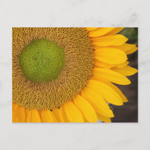Carte postale Tournesol Flower Photocard