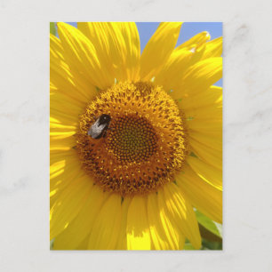 Carte Postale Tournesol jaune
