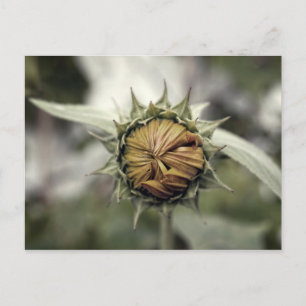 Carte Postale Tournesol jaune avec pétales fermés