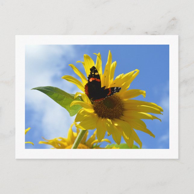 Carte Postale Tournesol jaune et papillon de l'amiral rouge (Devant)
