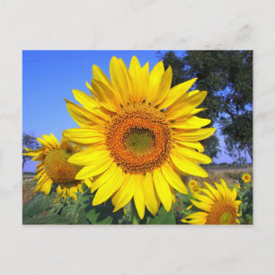 Carte Postale Tournesol Jaune-Soleil
