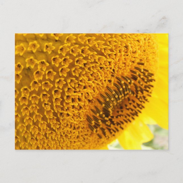 Carte Postale Tournesol - macro (Devant)