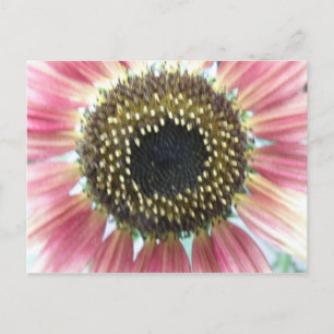 Carte postale Tournesol Rose