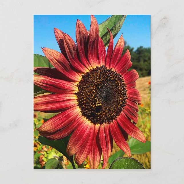 Carte Postale Tournesol rouge avec abeille (Devant)