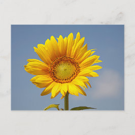 Carte postale tournesol sur ciel bleu
