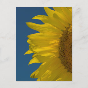 Carte Postale Tournesol vertical  