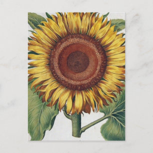 Carte Postale Tournesol Vintage Damas Fleur Art