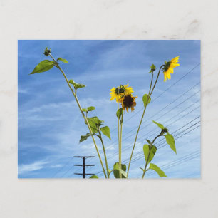 Carte Postale Tournesols