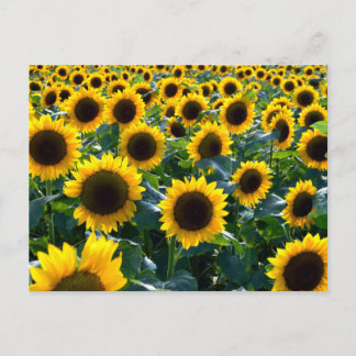 Carte Postale Tournesols (himawari) : Japon