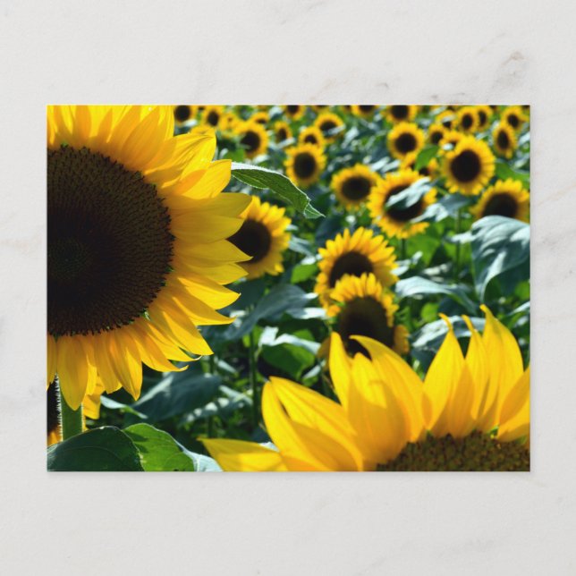 Carte Postale Tournesols (himawari) : Japon (Devant)