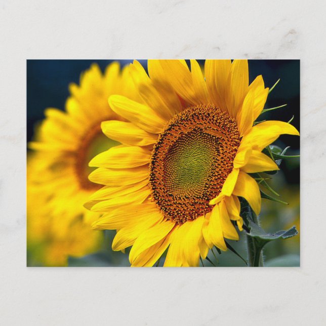 Carte Postale Tournesols Jaune Floral - Bonjour, Amour, Merci (Devant)