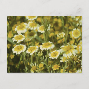 Carte Postale Tournesols jaunes et blancs fleur sauvage