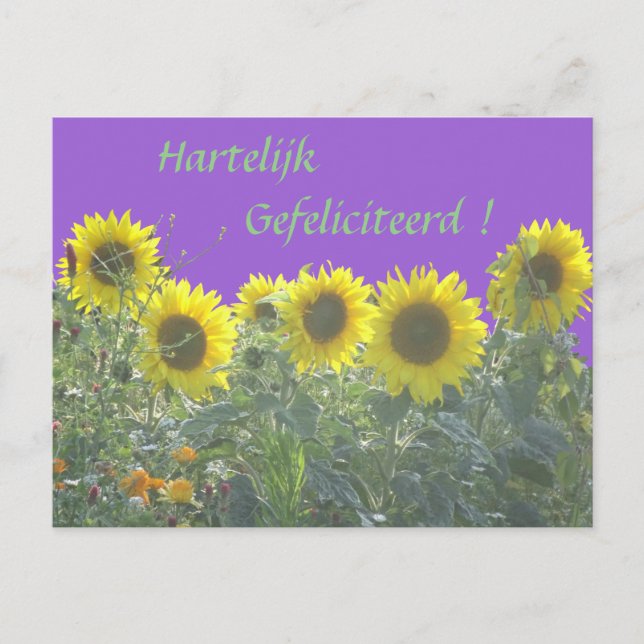 Carte Postale Tournesols Joyeux Anniversaire en néerlandais Cart (Devant)