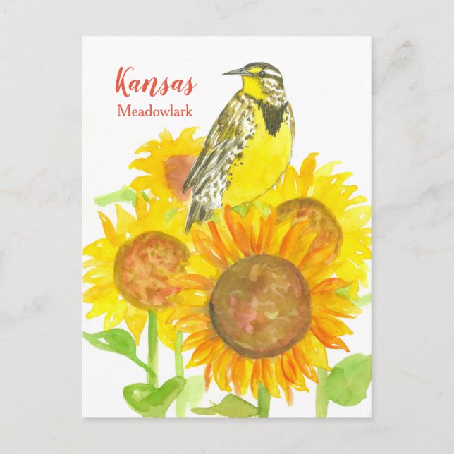 Carte Postale Tournesols Kansas Meadowlark (Devant)