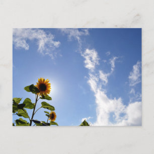 Carte Postale Tournesols & Soleil