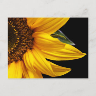 Carte Postale Tournesols - Tournesol Customisé Modèle blanc