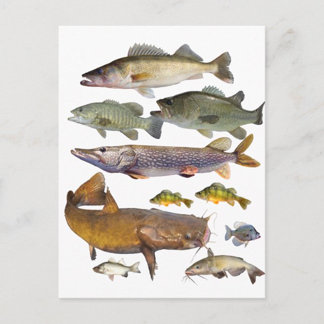 Carte Postale tous les poissons de gibier (Devant)