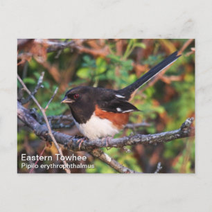 Carte Postale Towhee orientale